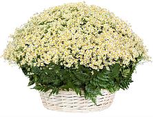 Цветочная композиция из Ромашки в корзине #REPLACE_PRED# Сорске